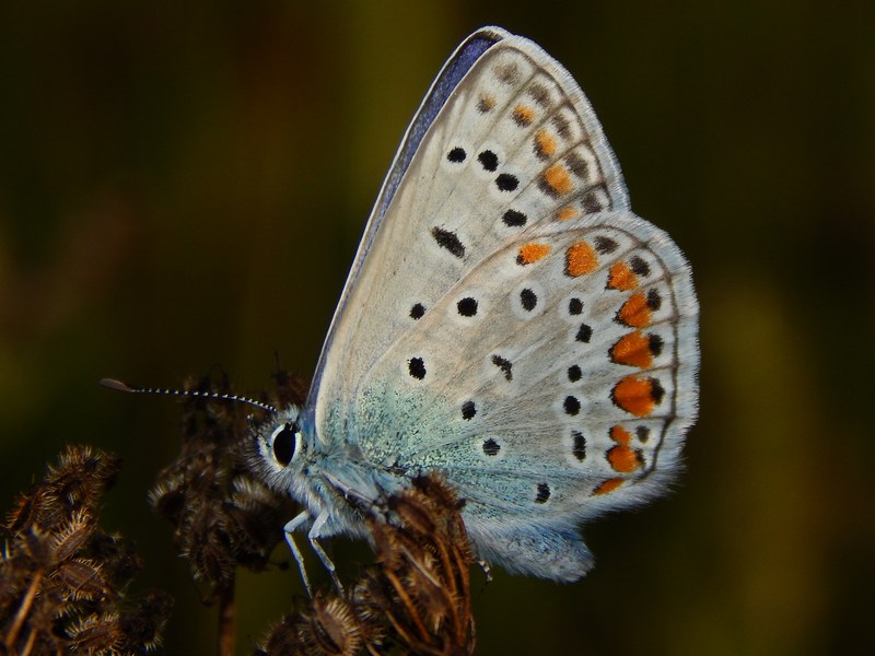 Polyommatus icarus